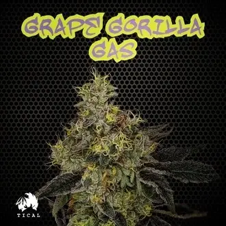 Grape Gorilla Gas feminized