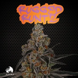 Rugged Runtz feminized
