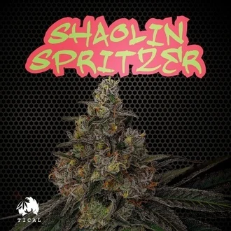 Shaolin Spritzer feminized
