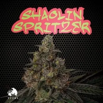 Shaolin Spritzer feminized