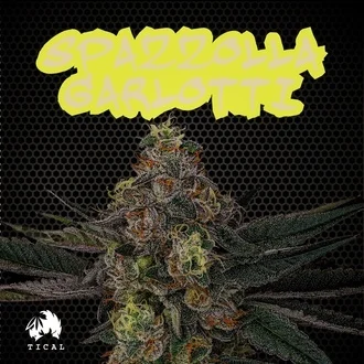Spazzola Garletti feminized-image