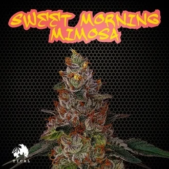 Sweet Morning Mimosa feminized