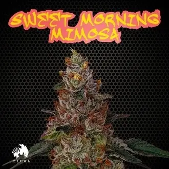 Sweet Morning Mimosa feminized