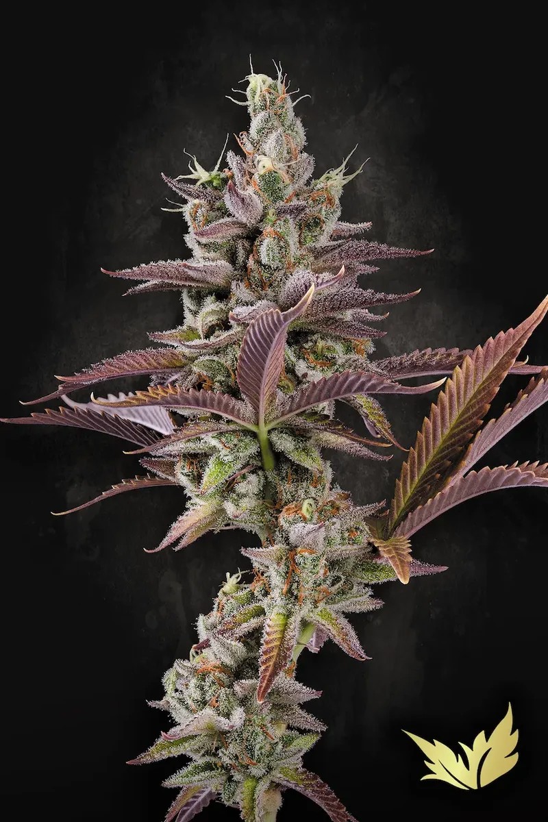 Apricot Candy-image