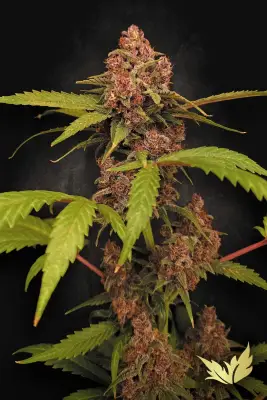 Banana Purple Auto
