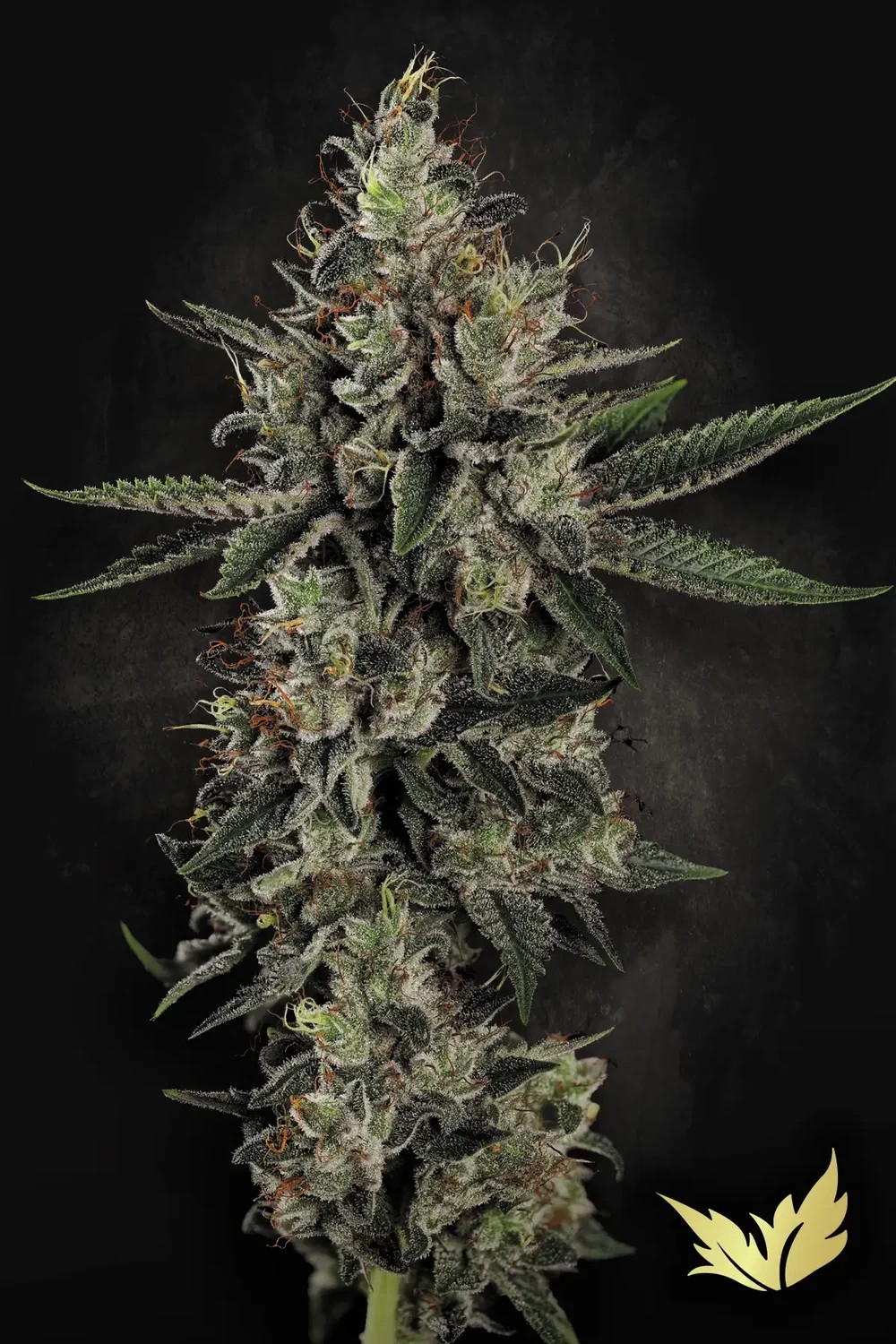 Candy Breath-image