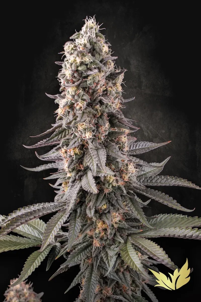 El Dorado OG-image