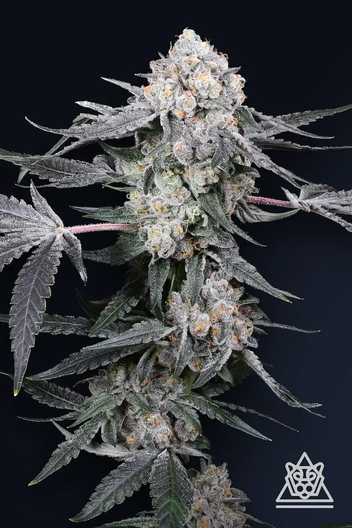 High Society-image
