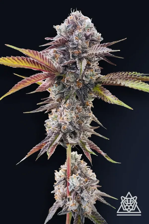 Marshmallow OG-image