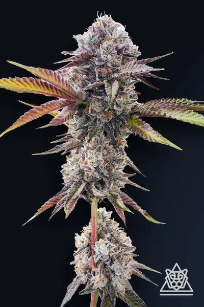 Marshmallow OG
