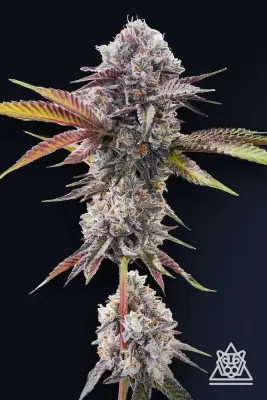 Marshmallow OG