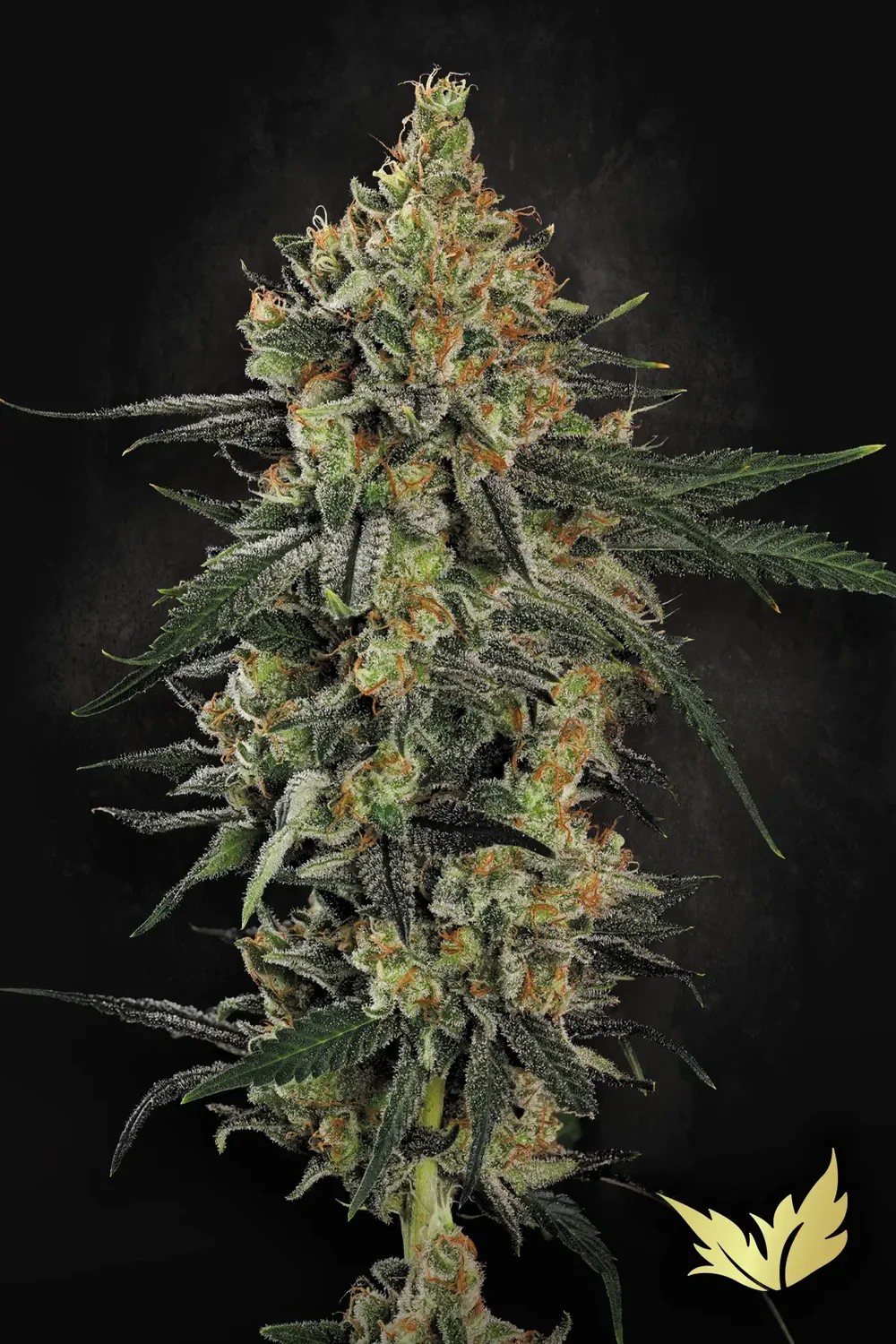 Mendo Crème-image