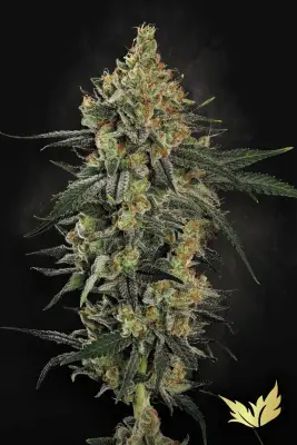 Mendo Crème