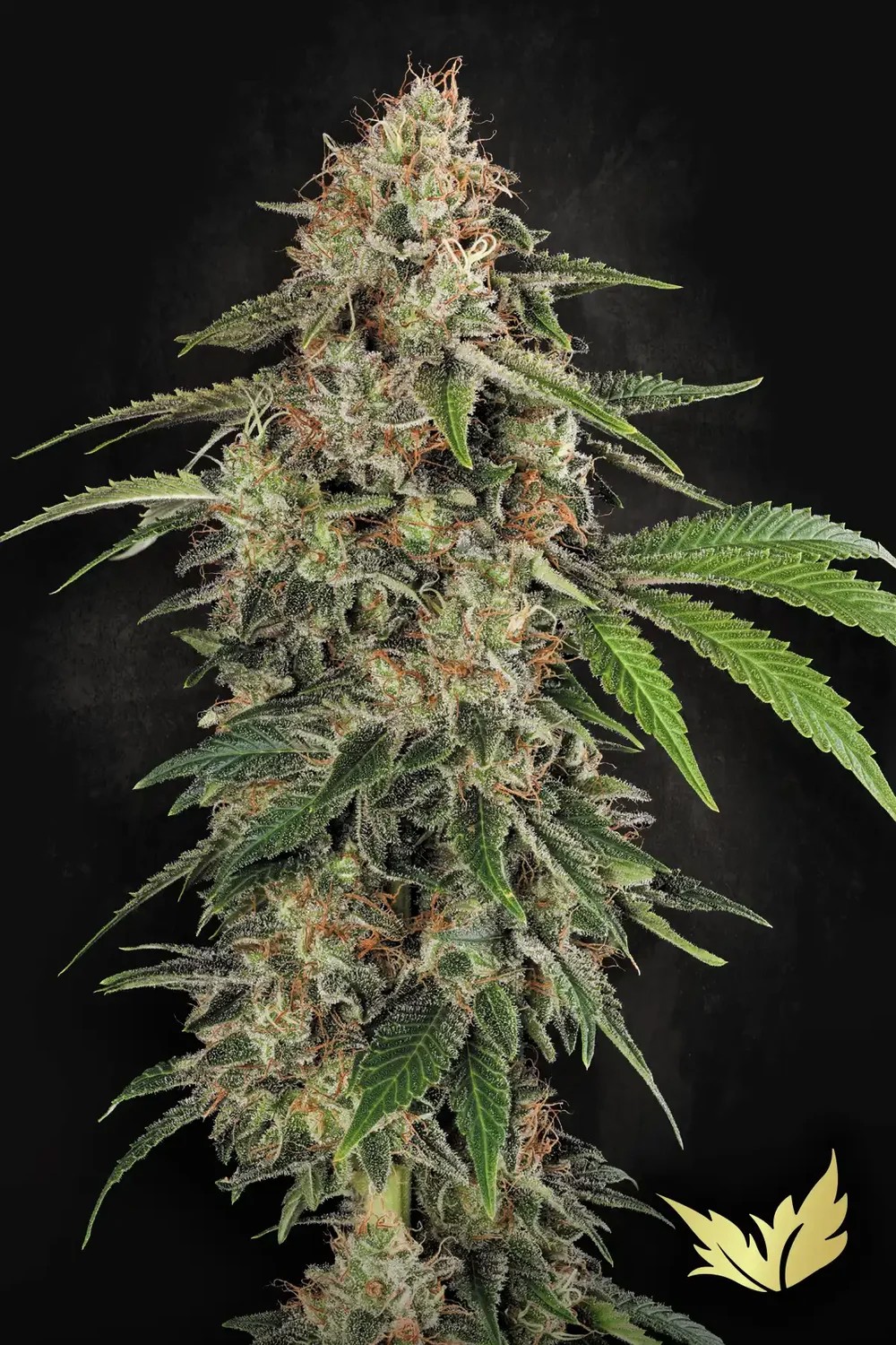 Original White Widow-image
