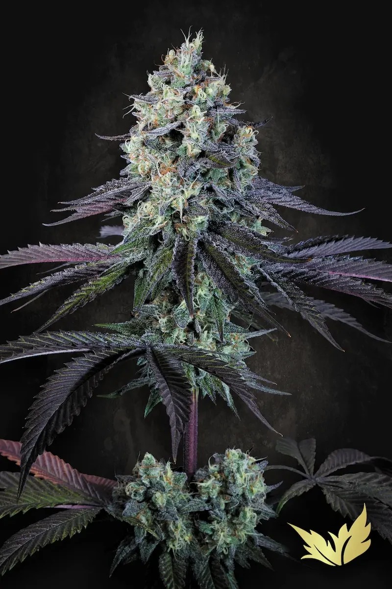 Purple Mints-image