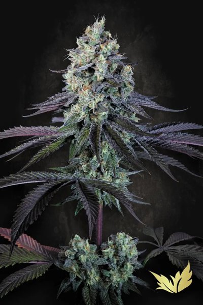 Purple Mints
