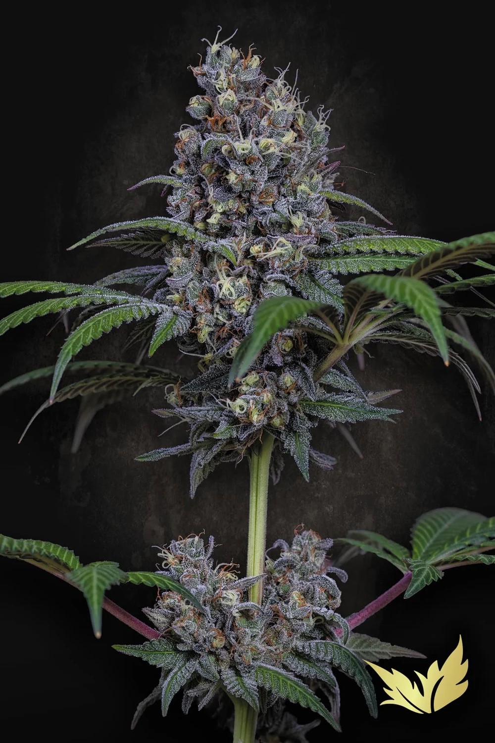 Sweetopia-image