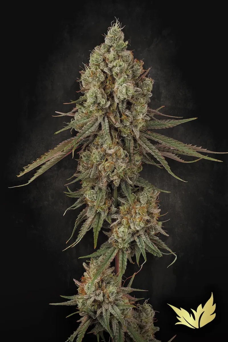 Tangerine Sorbet-image