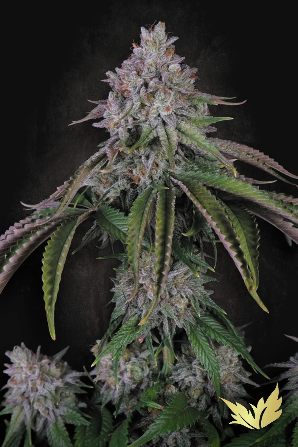 Velvet Mist-image