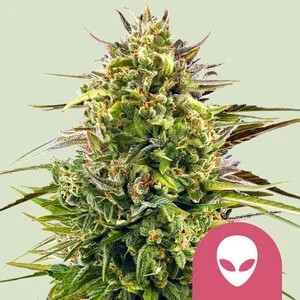 Alien OG-image