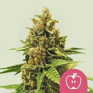 Apple Fritter-image