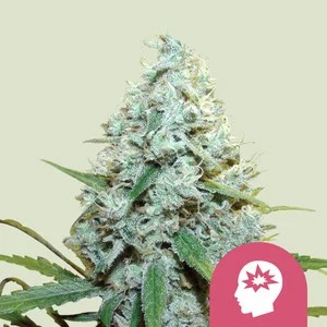 AMG - Amnesia Mac Ganja-image