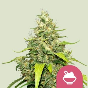 Blue Gelato-image