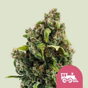 Candy Kush Express-image