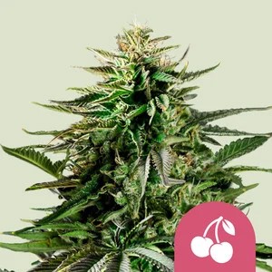Cherry Pie-image