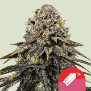 Dynamite Diesel-image