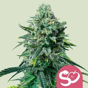 Forbidden Fruit-image