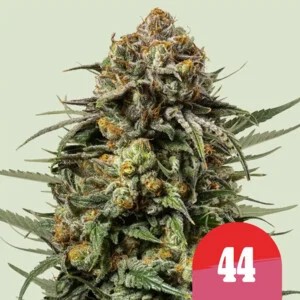 Gelato 44-image