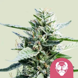 Granddaddy Purple-image