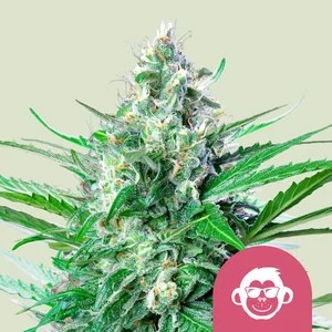 Grape Ape-image
