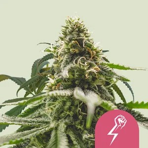 Green Crack Punch-image