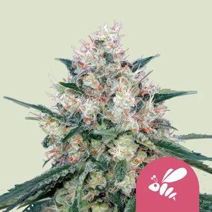 Honey Cream
