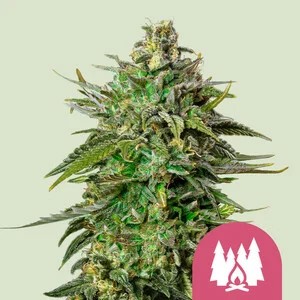 Larry OG-image