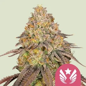 Legendary OG Punch-image