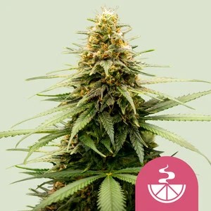 Lemon Skunk-image