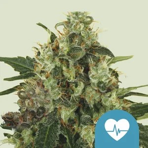 Medical Mass-image