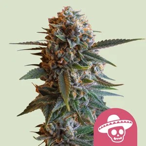 Mexican Rush-image