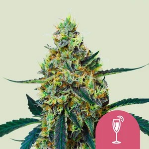 Mimosa-image