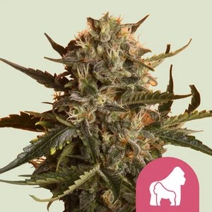 Mother Gorilla-image