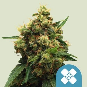 Painkiller XL-image