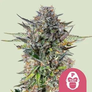 Pink Gorilla-image