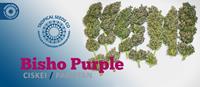 Bisho Purple