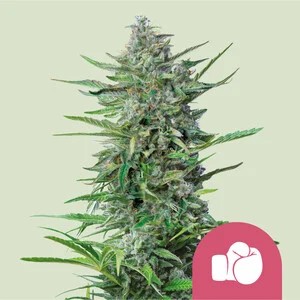 Purple Punch-image