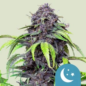Purplematic CBD-image