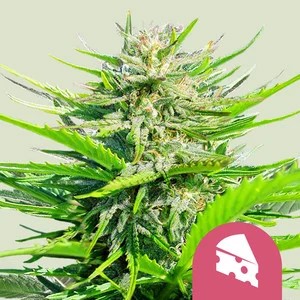Royal Cheese-image