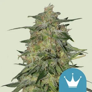 Royal Highness-image